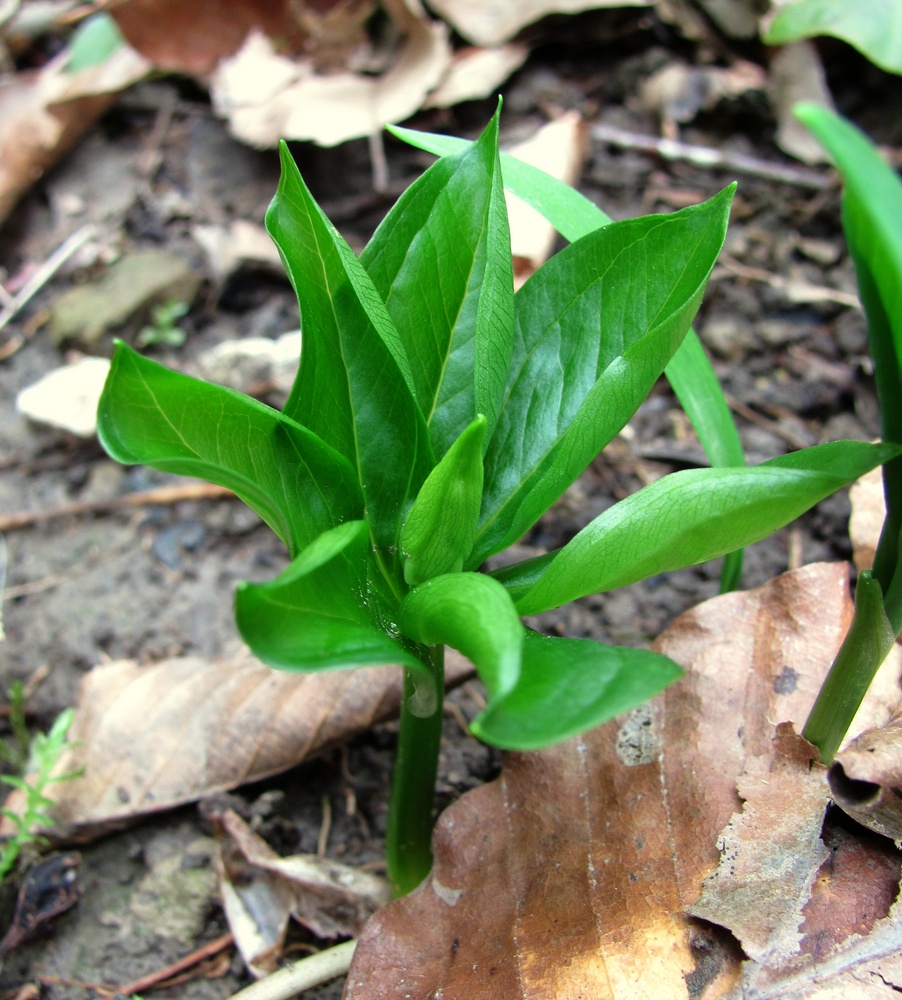 Image of Paris incompleta specimen.