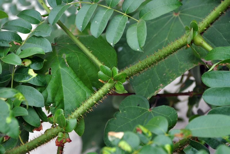 Изображение особи Caesalpinia bonduc.