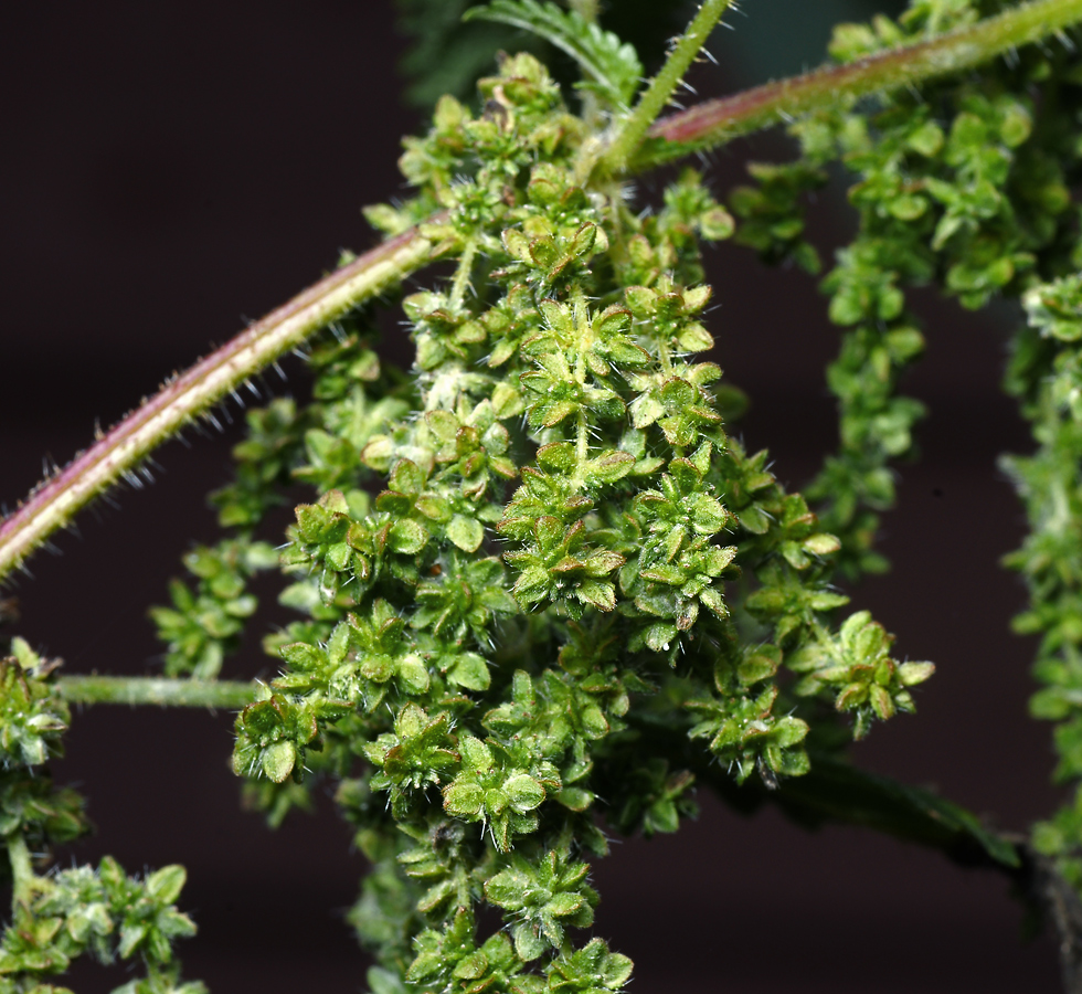 Image of Urtica dioica specimen.