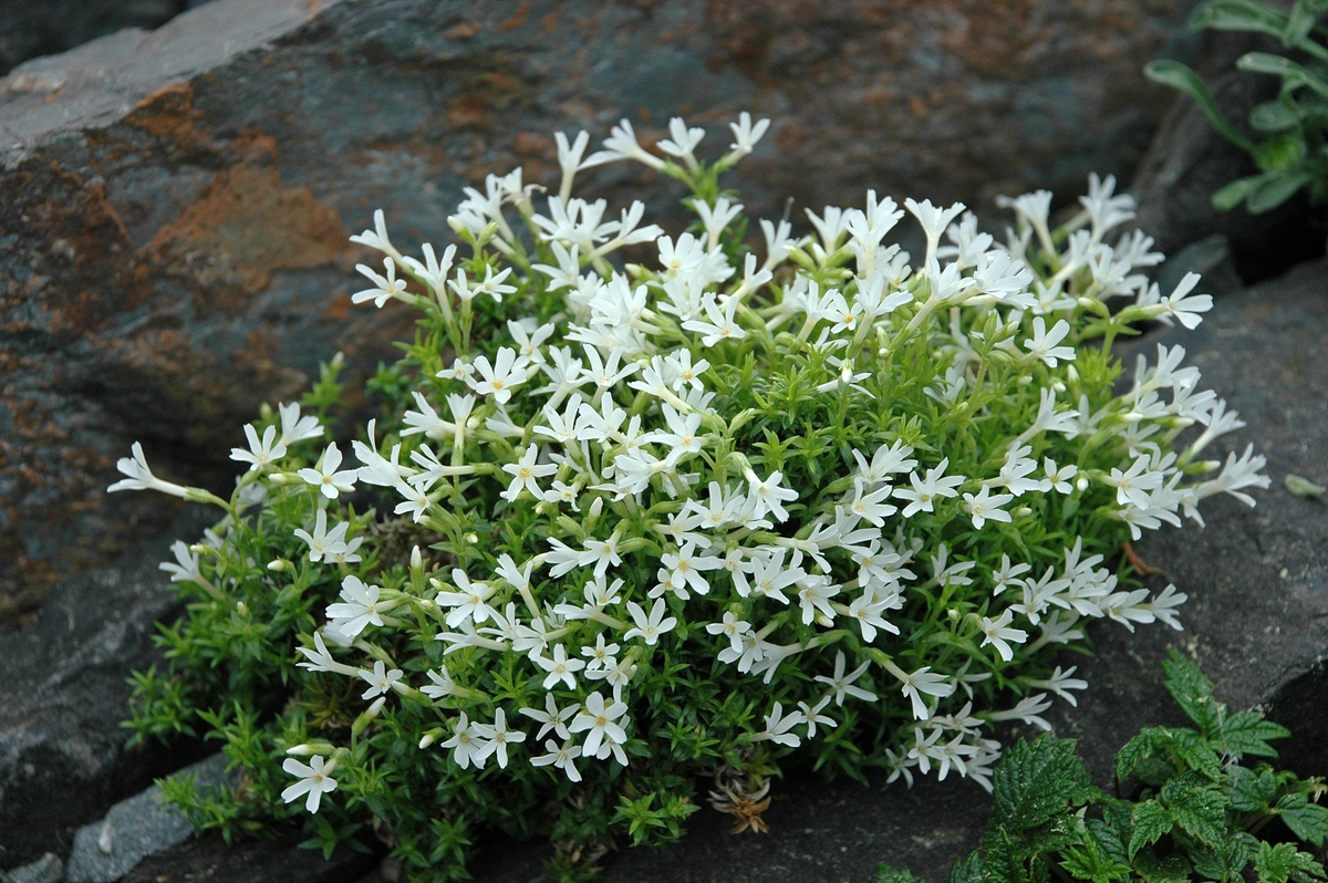 Изображение особи Phlox covillei.