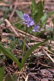 Scilla bifolia