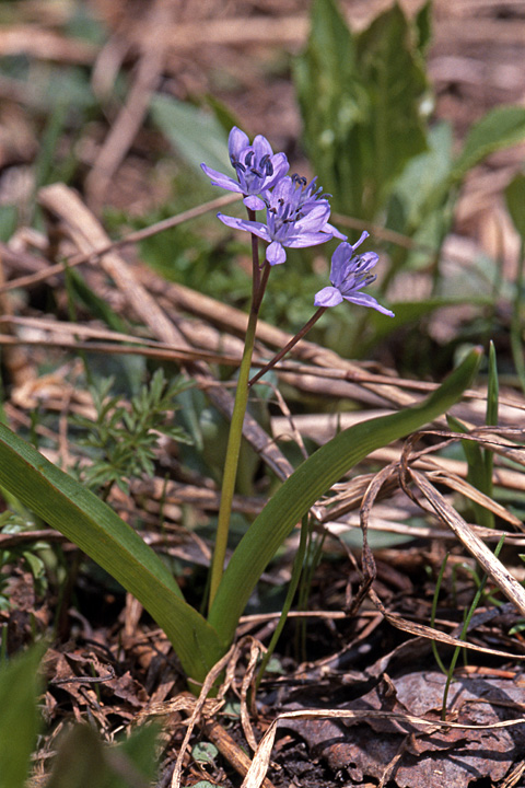 Image of Scilla bifolia specimen.