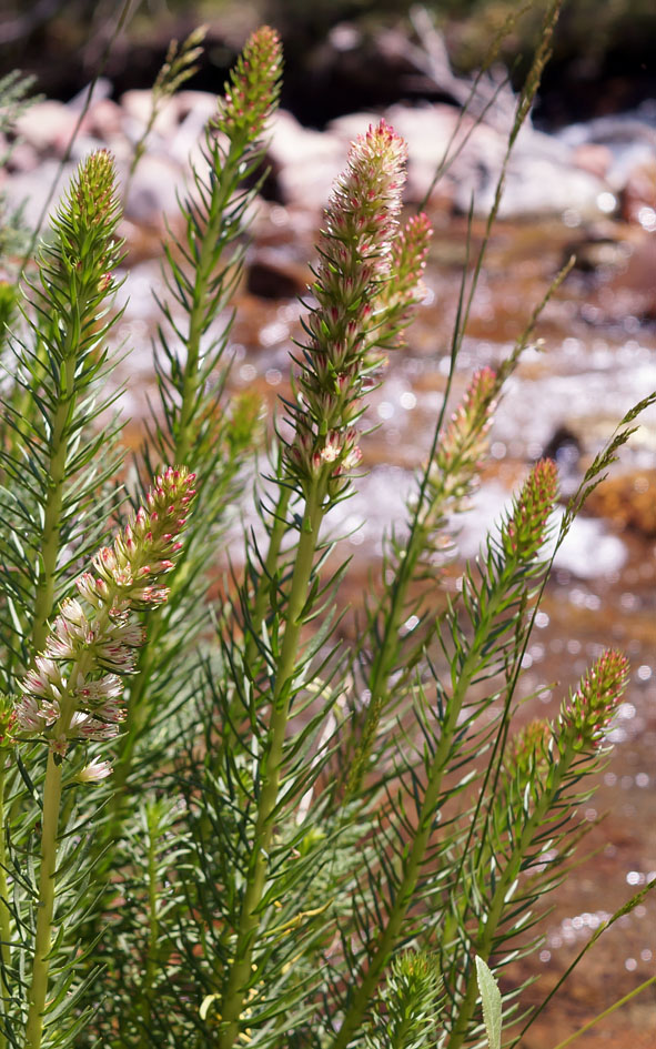 Image of Clementsia semenovii specimen.