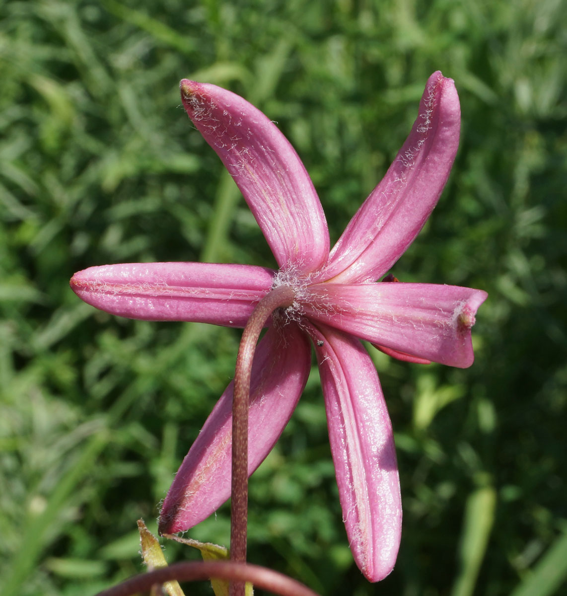 Изображение особи Lilium pilosiusculum.