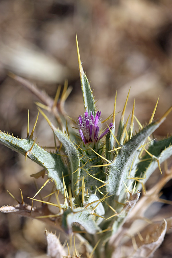 Image of Picnomon acarna specimen.