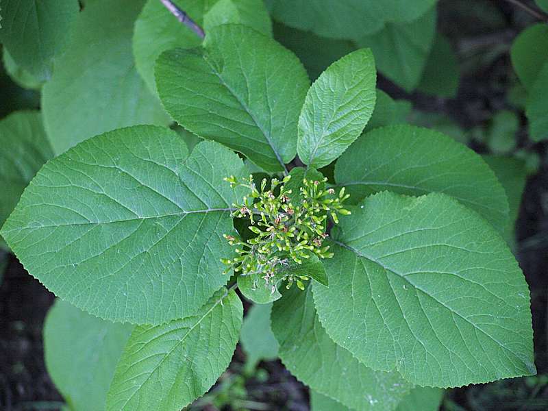 Изображение особи Viburnum lantana.