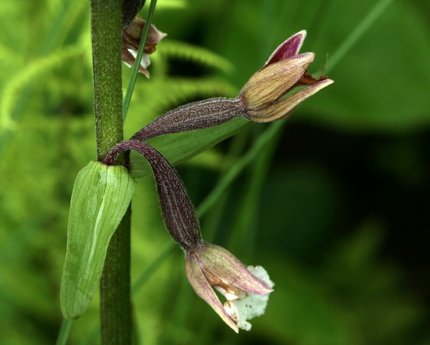 Image of Epipactis palustris specimen.