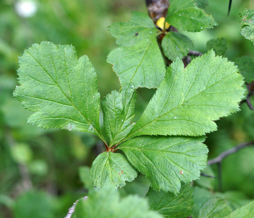 Изображение особи род Crataegus.