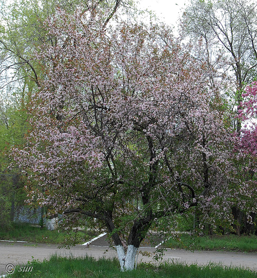 Изображение особи род Malus.