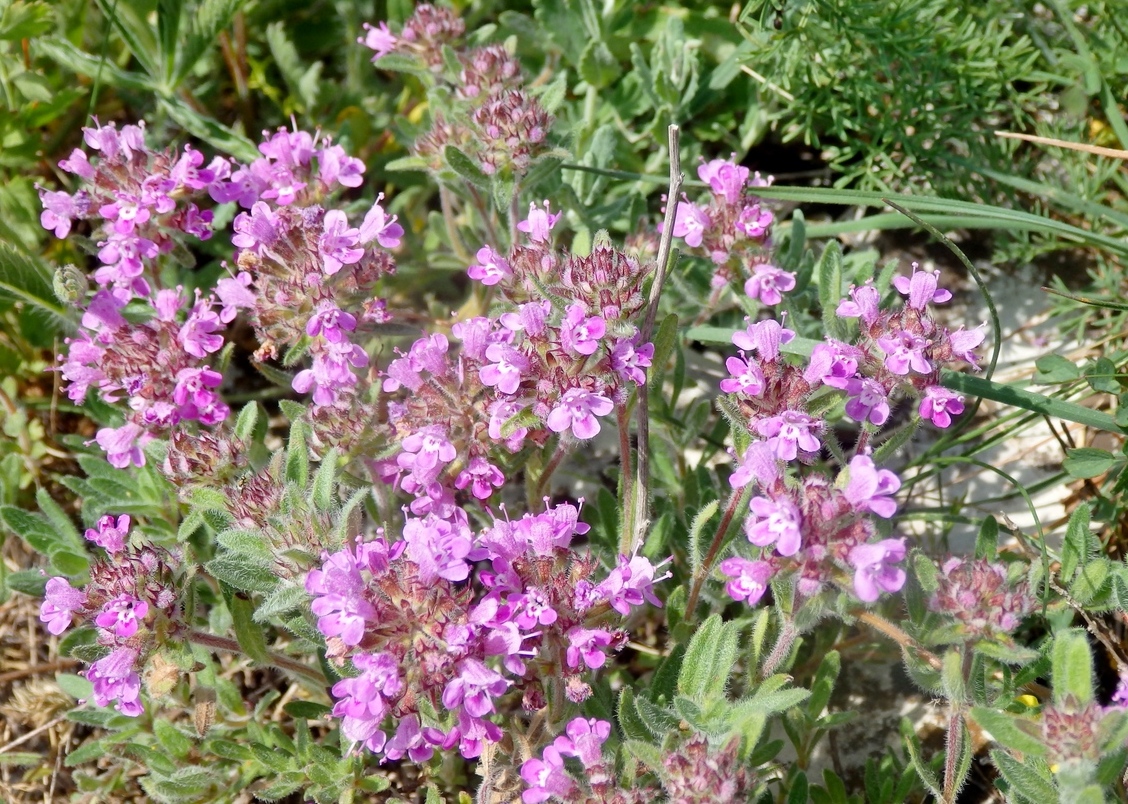 Изображение особи Thymus markhotensis.