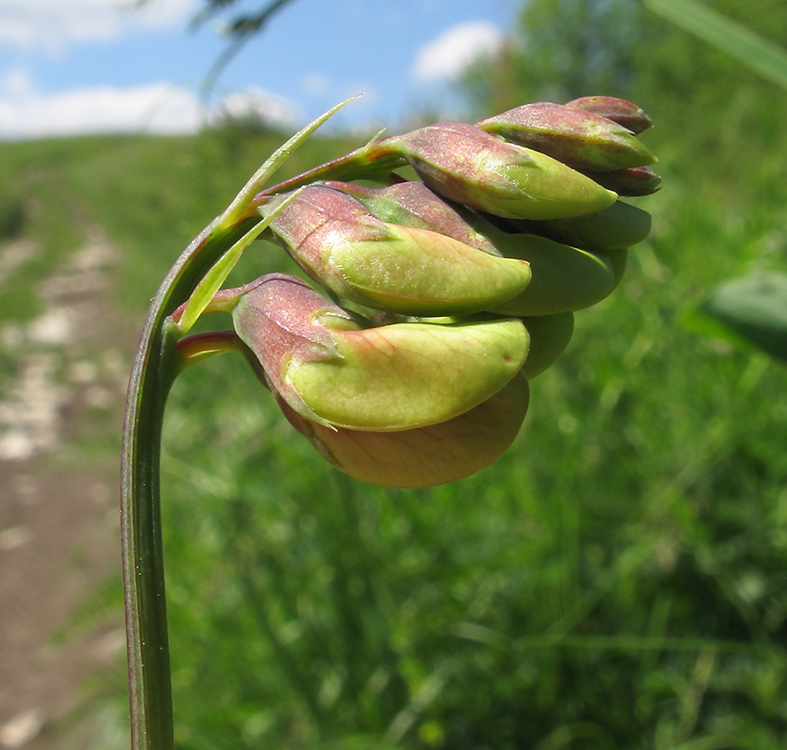 Изображение особи Lathyrus miniatus.