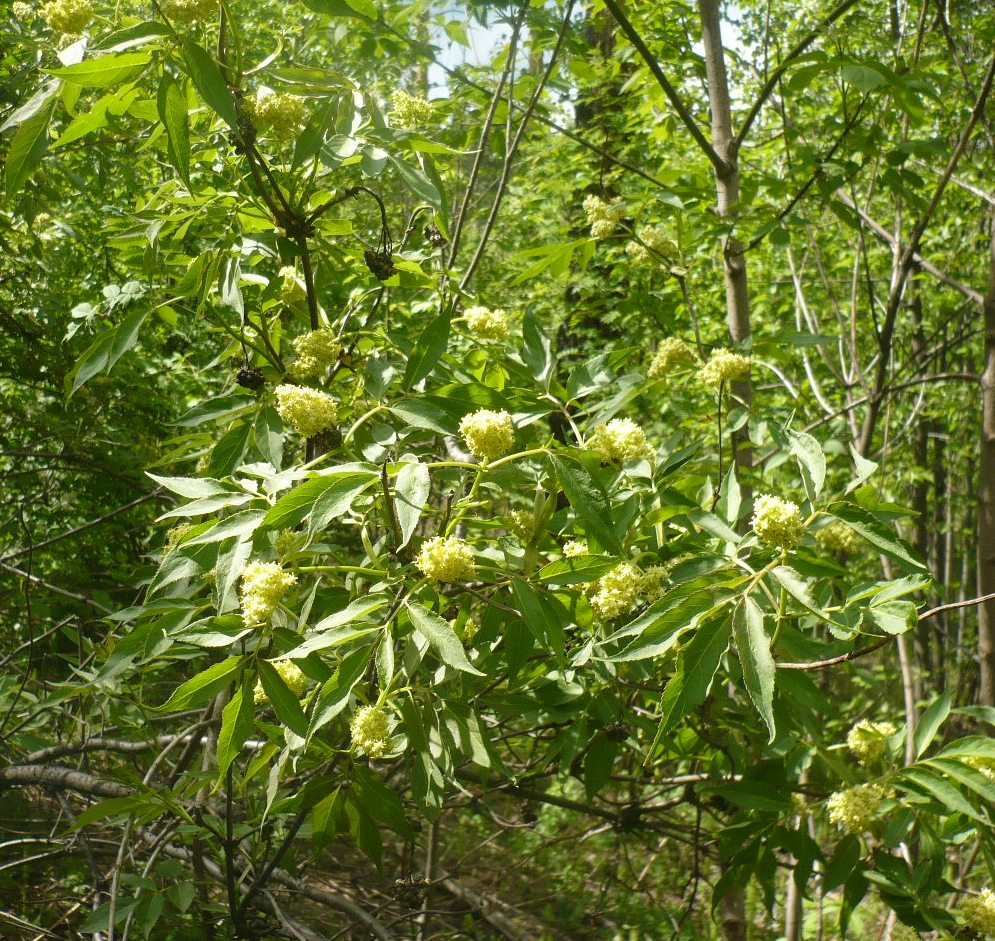 Изображение особи Sambucus sibirica.