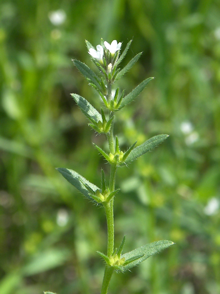 Image of Buglossoides arvensis specimen.