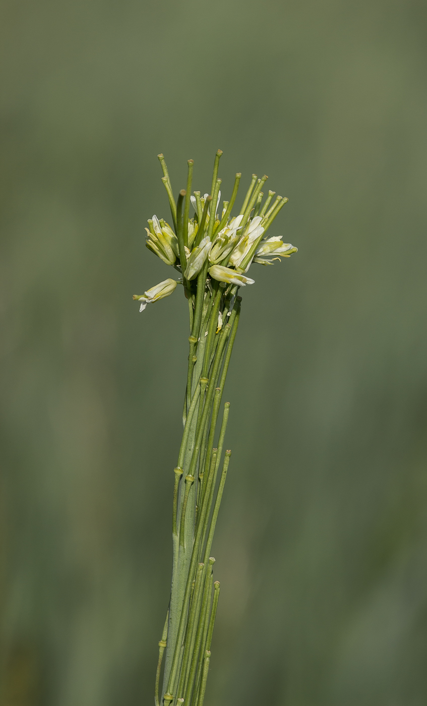 Изображение особи Turritis glabra.