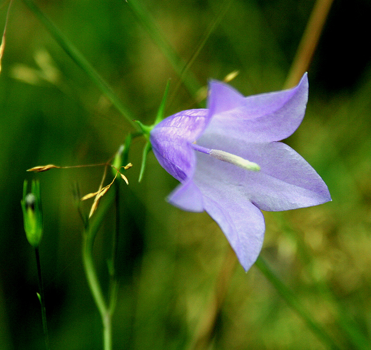 Image of Campanula rotundifolia specimen.