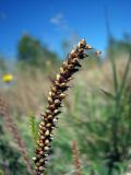 Plantago major