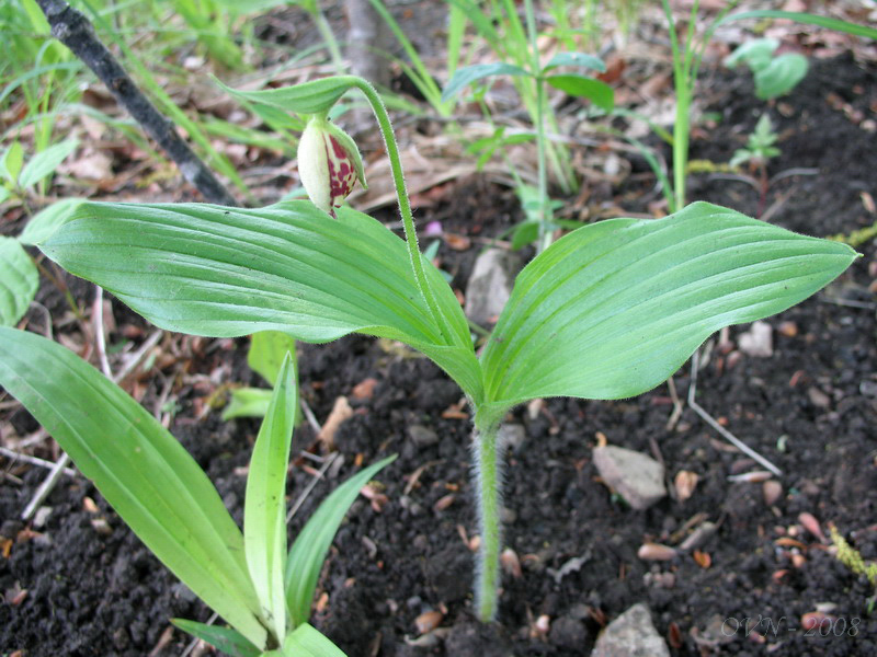 Изображение особи Cypripedium guttatum.