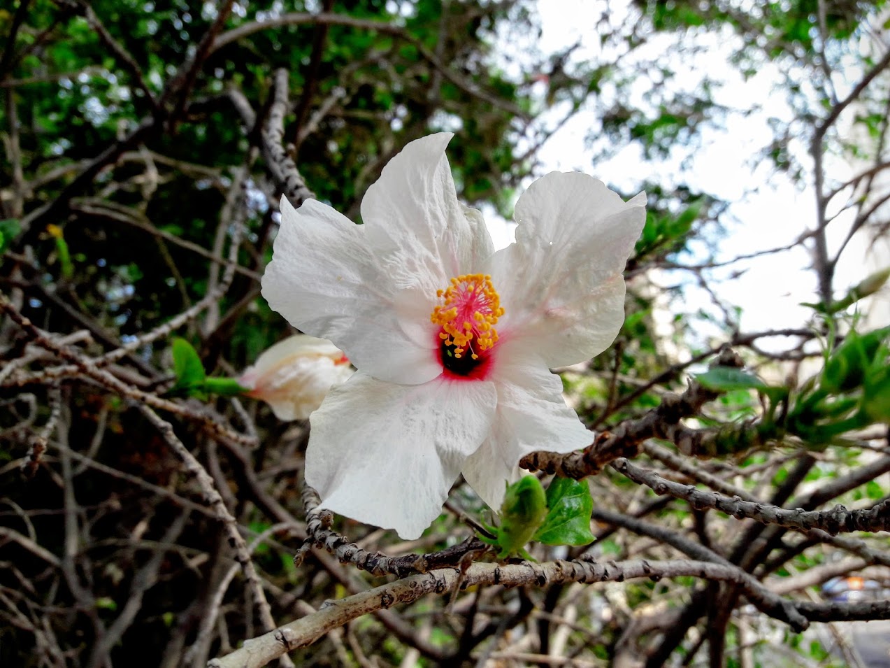 Image of Hibiscus rosa-sinensis specimen.