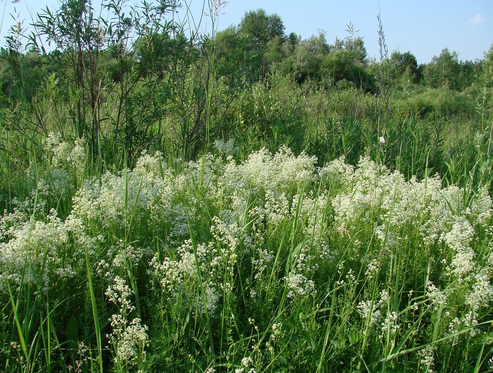 Image of Galium boreale specimen.