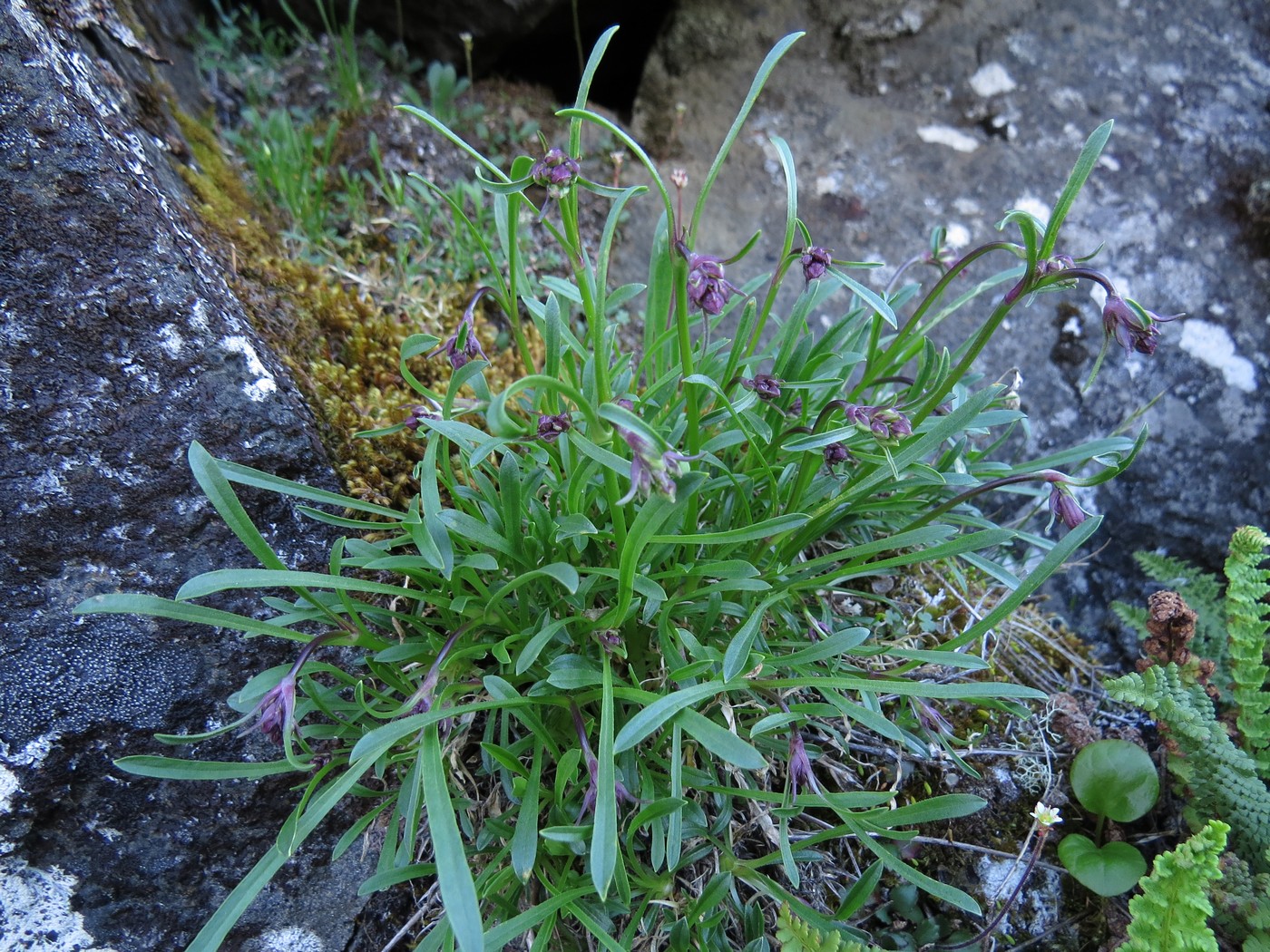 Image of Silene paucifolia specimen.