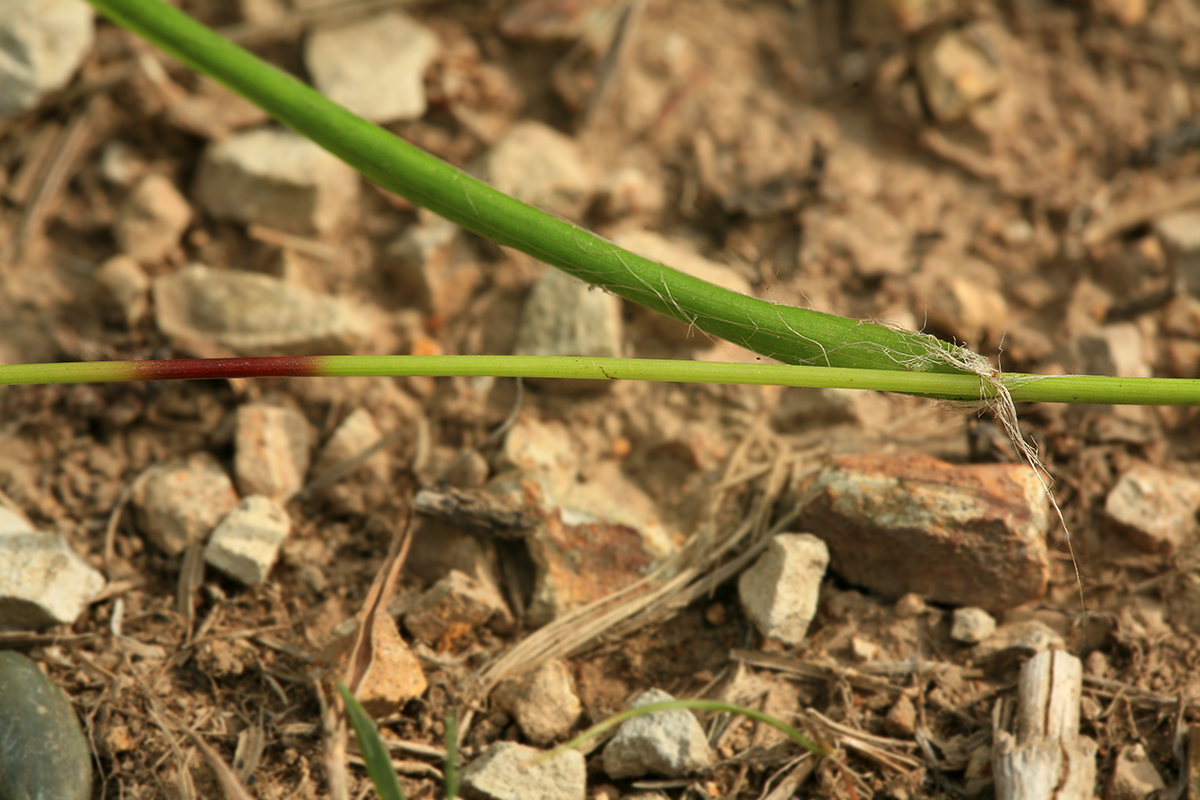 Image of Luzula capitata specimen.