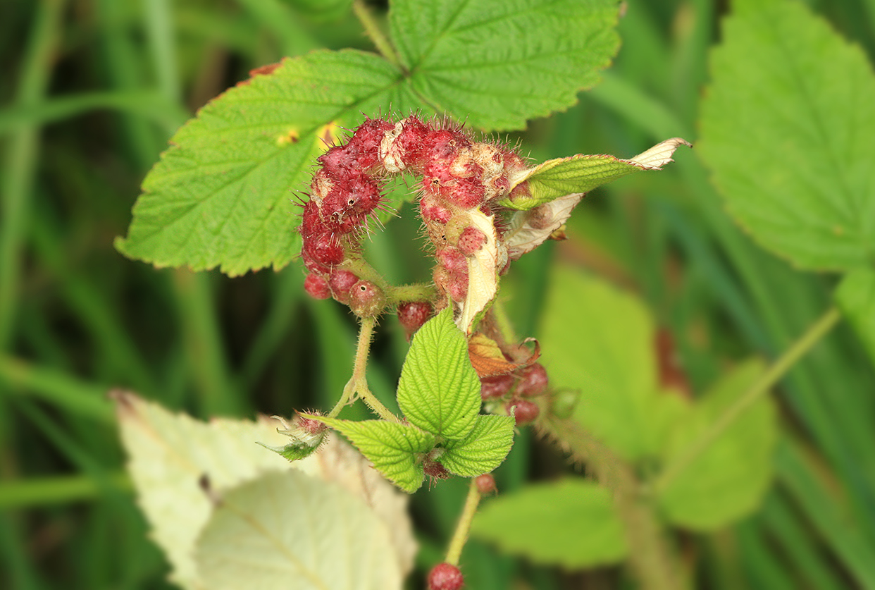 Изображение особи Rubus matsumuranus.