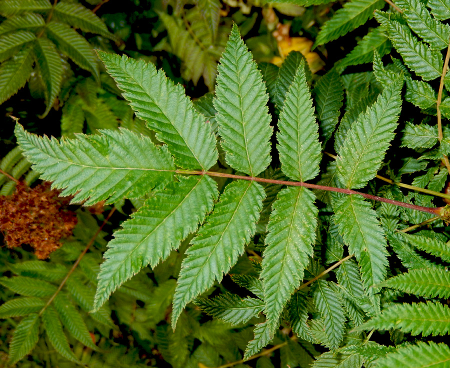 Image of Sorbaria sorbifolia specimen.