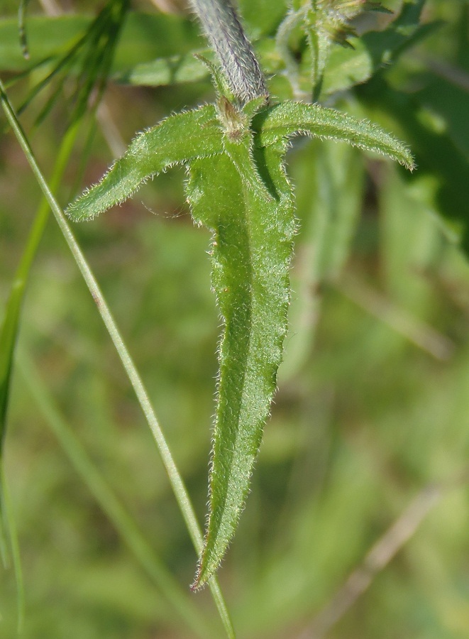 Image of Campanula sibirica specimen.