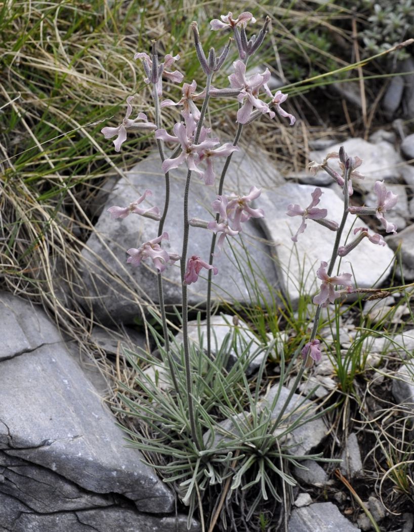 Image of Matthiola fruticulosa specimen.