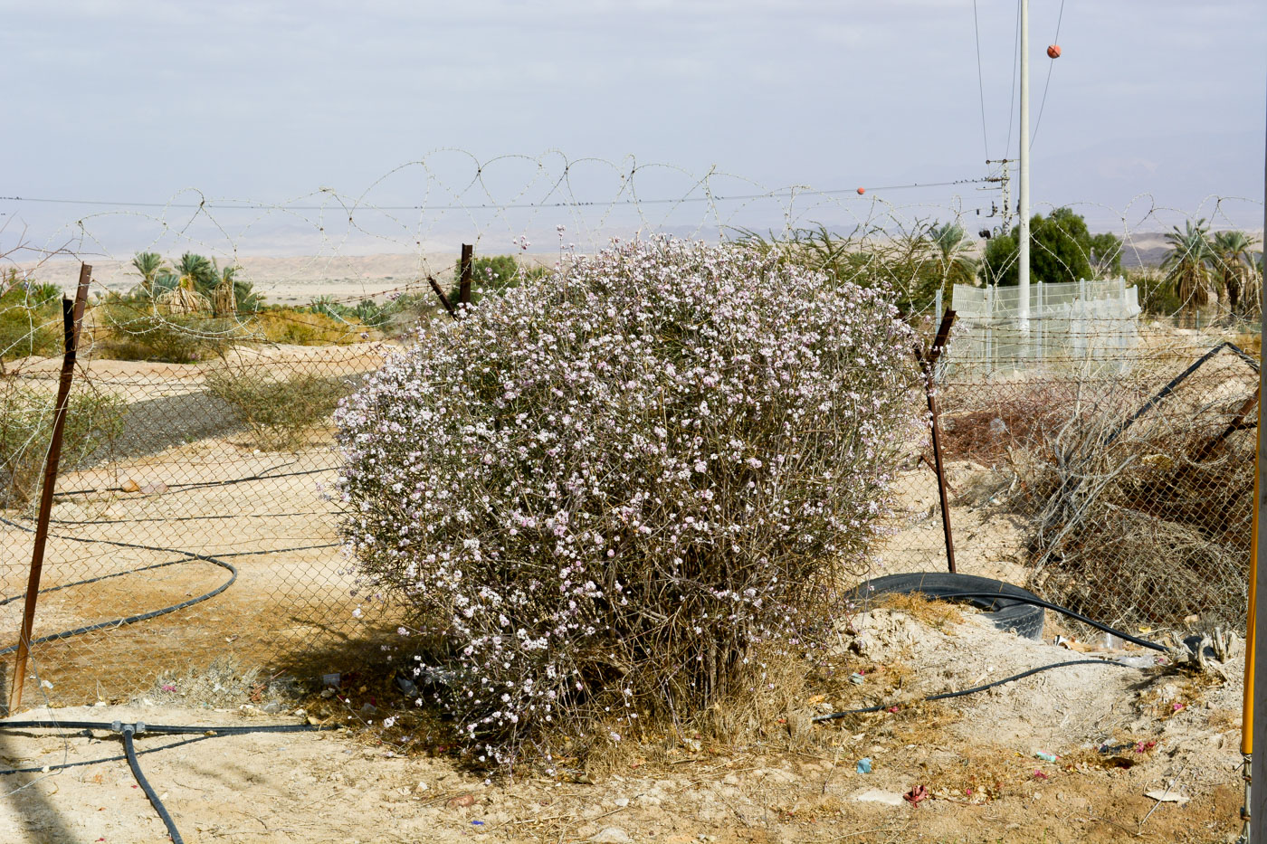 Image of Euphorbia xanti specimen.