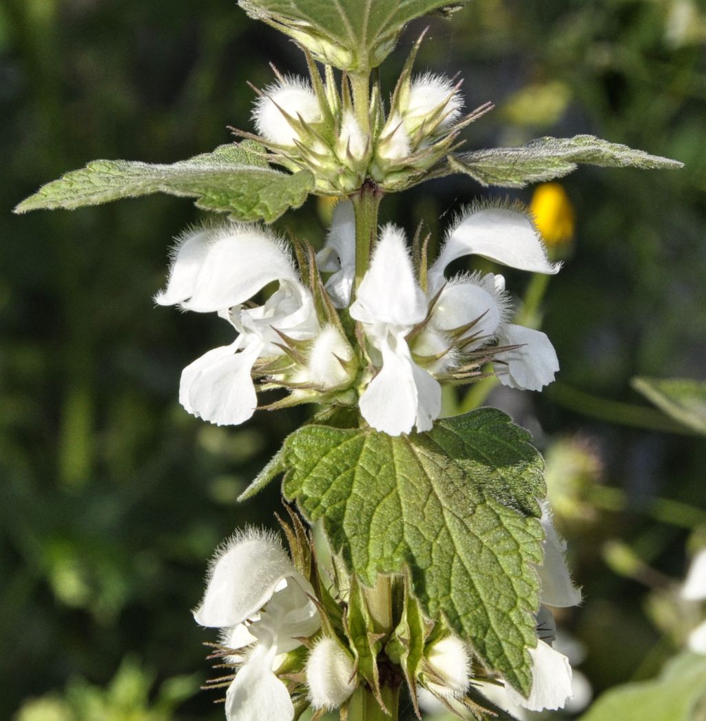 Image of Lamium moschatum specimen.