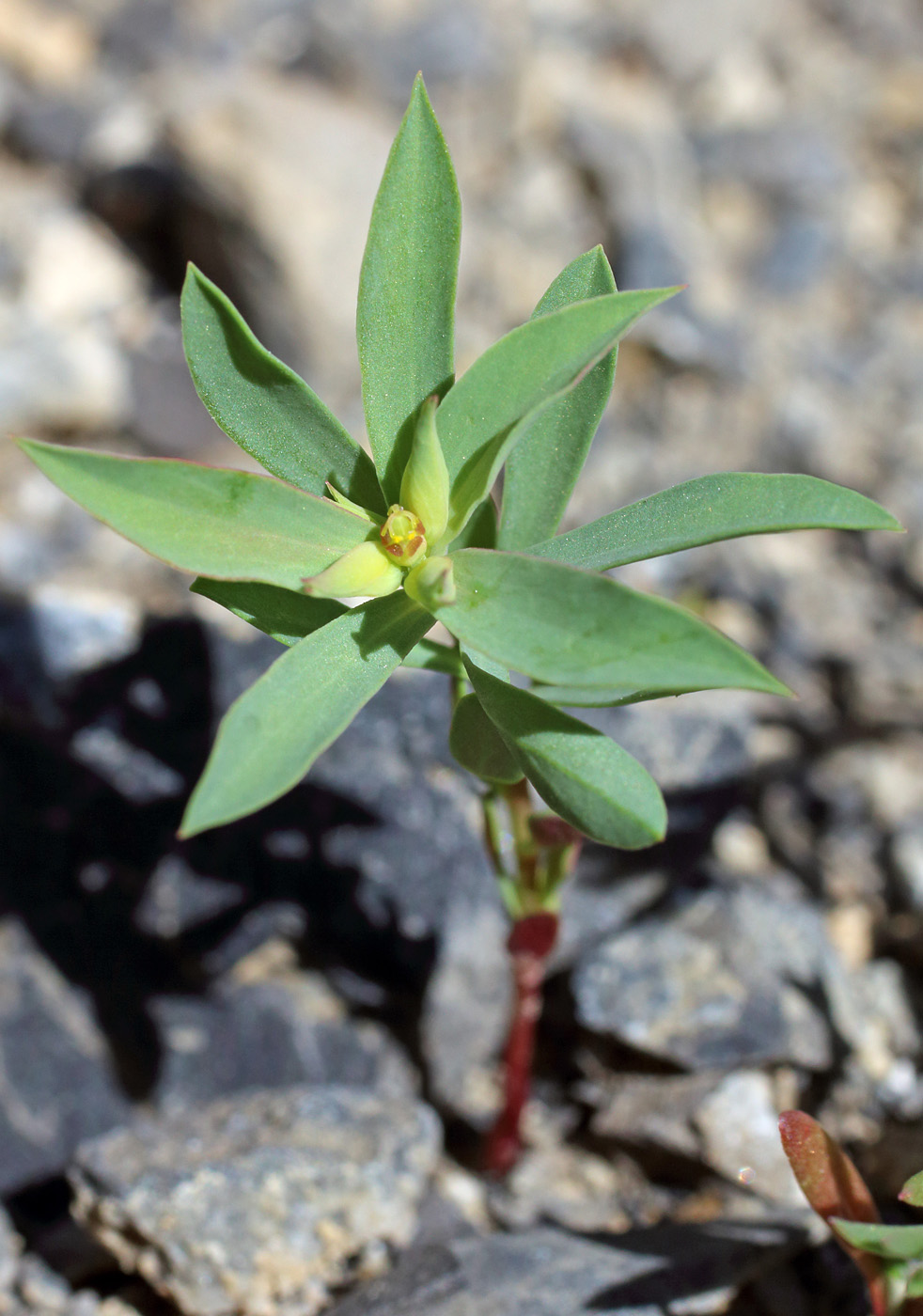 Image of Euphorbia falcata specimen.