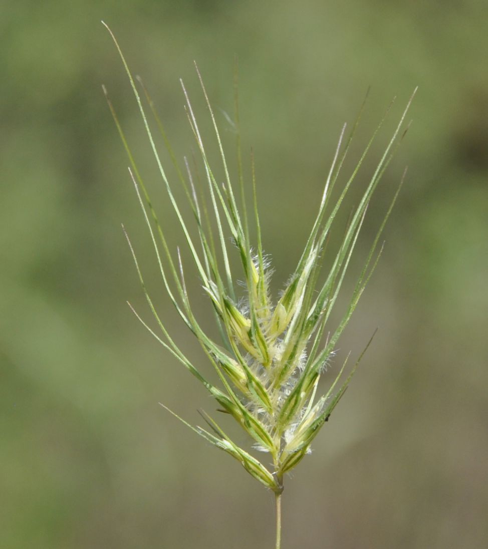 Image of Dasypyrum villosum specimen.