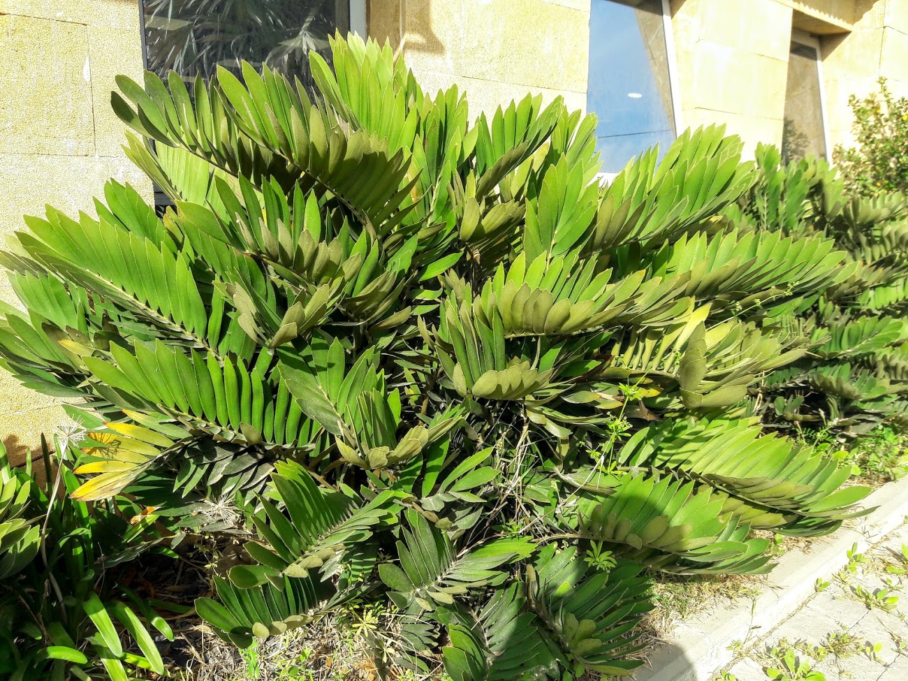 Image of Zamia furfuracea specimen.