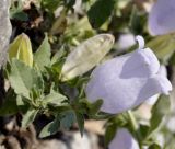 Campanula incurva