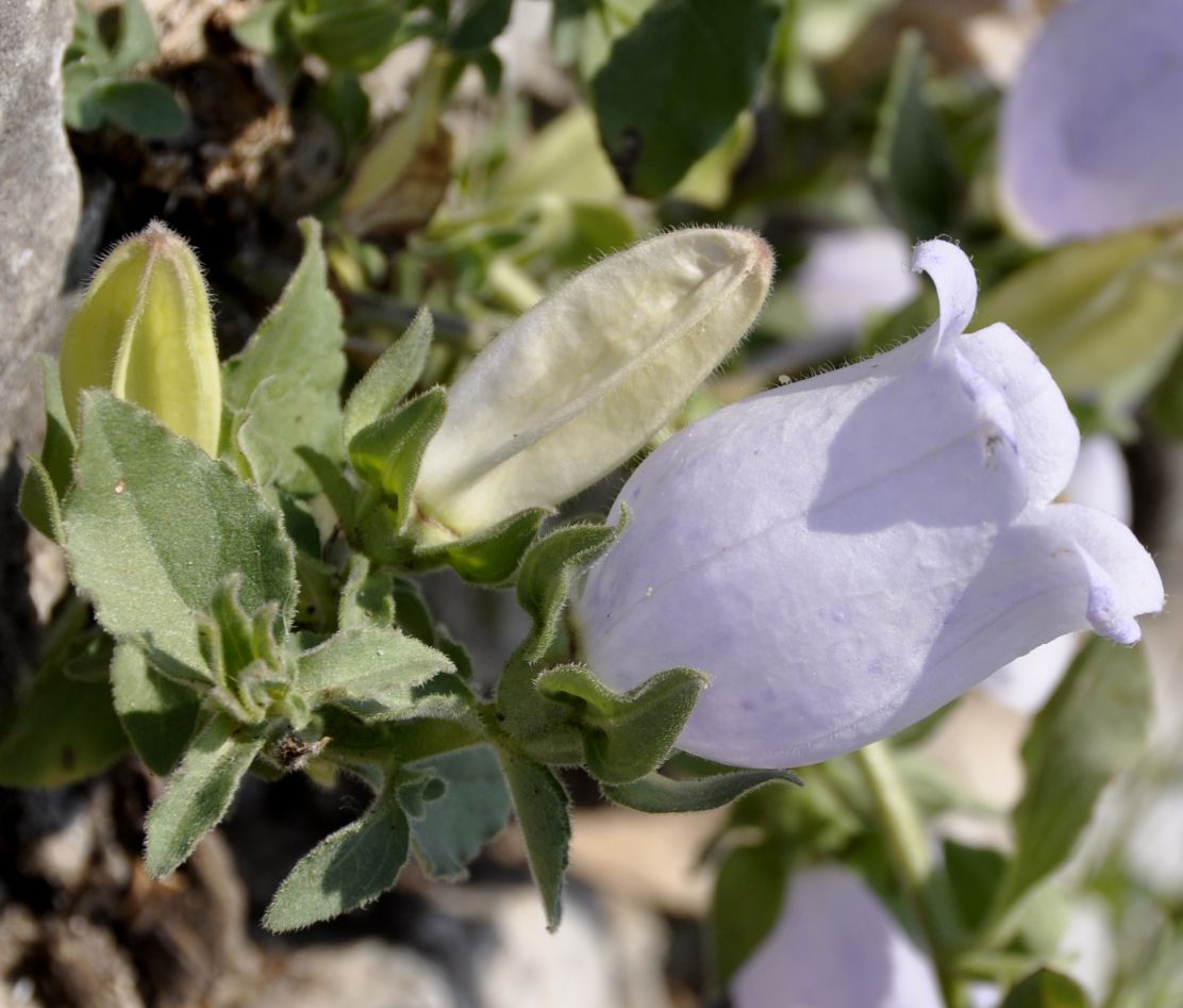 Image of Campanula incurva specimen.