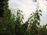 Helianthus tuberosus