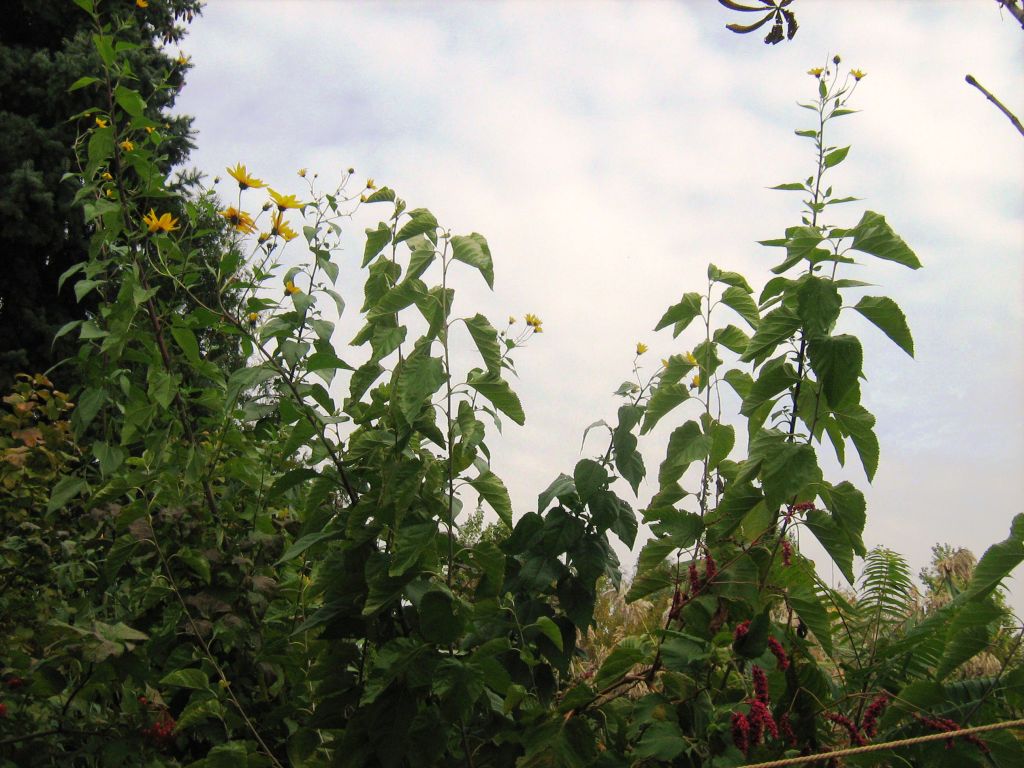 Image of Helianthus tuberosus specimen.