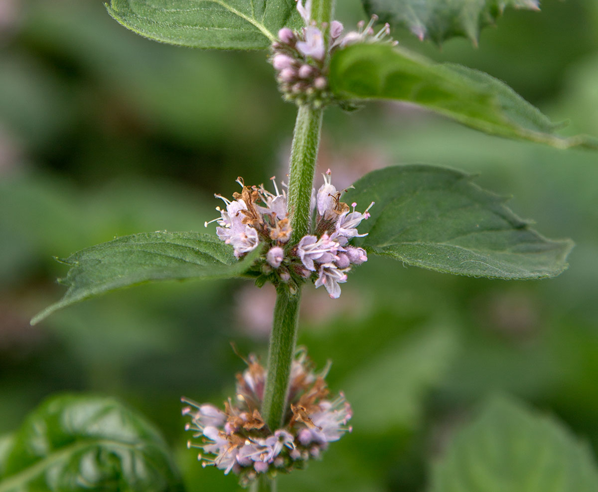 Image of Mentha arvensis specimen.