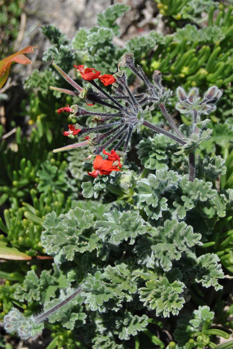 Image of Pelargonium fulgidum specimen.