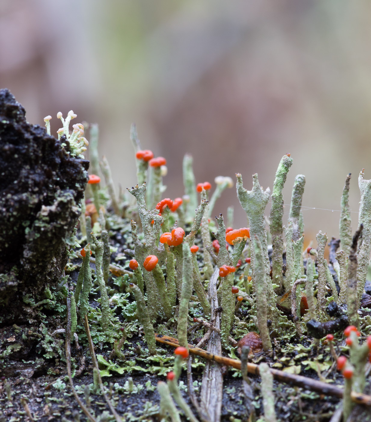 Изображение особи Cladonia macilenta.