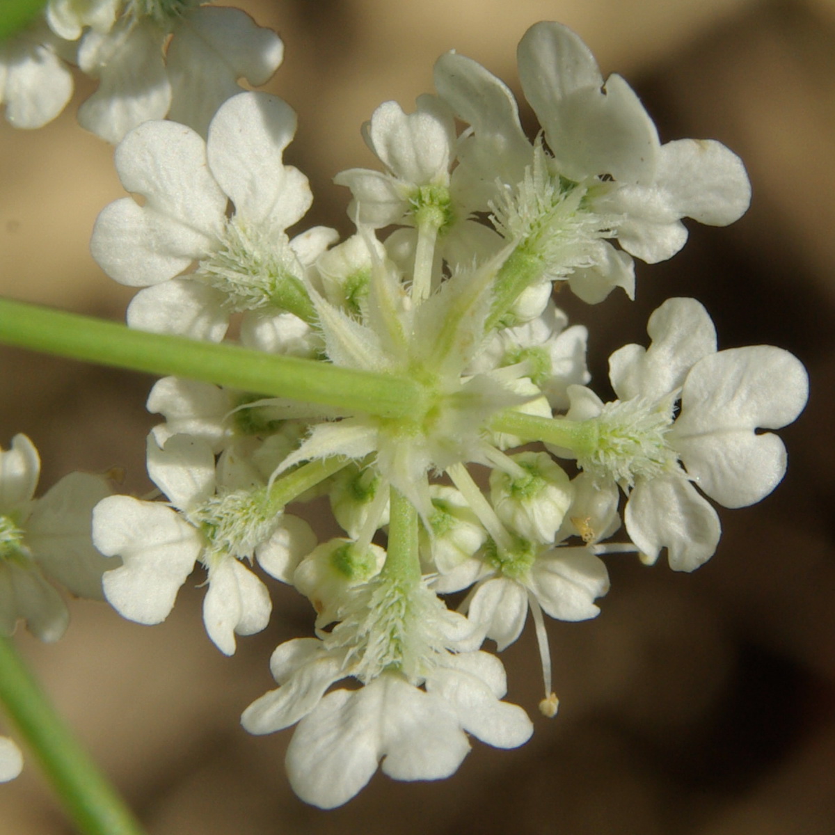 Image of Astrodaucus littoralis specimen.