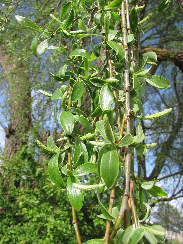 Image of Salix euxina specimen.