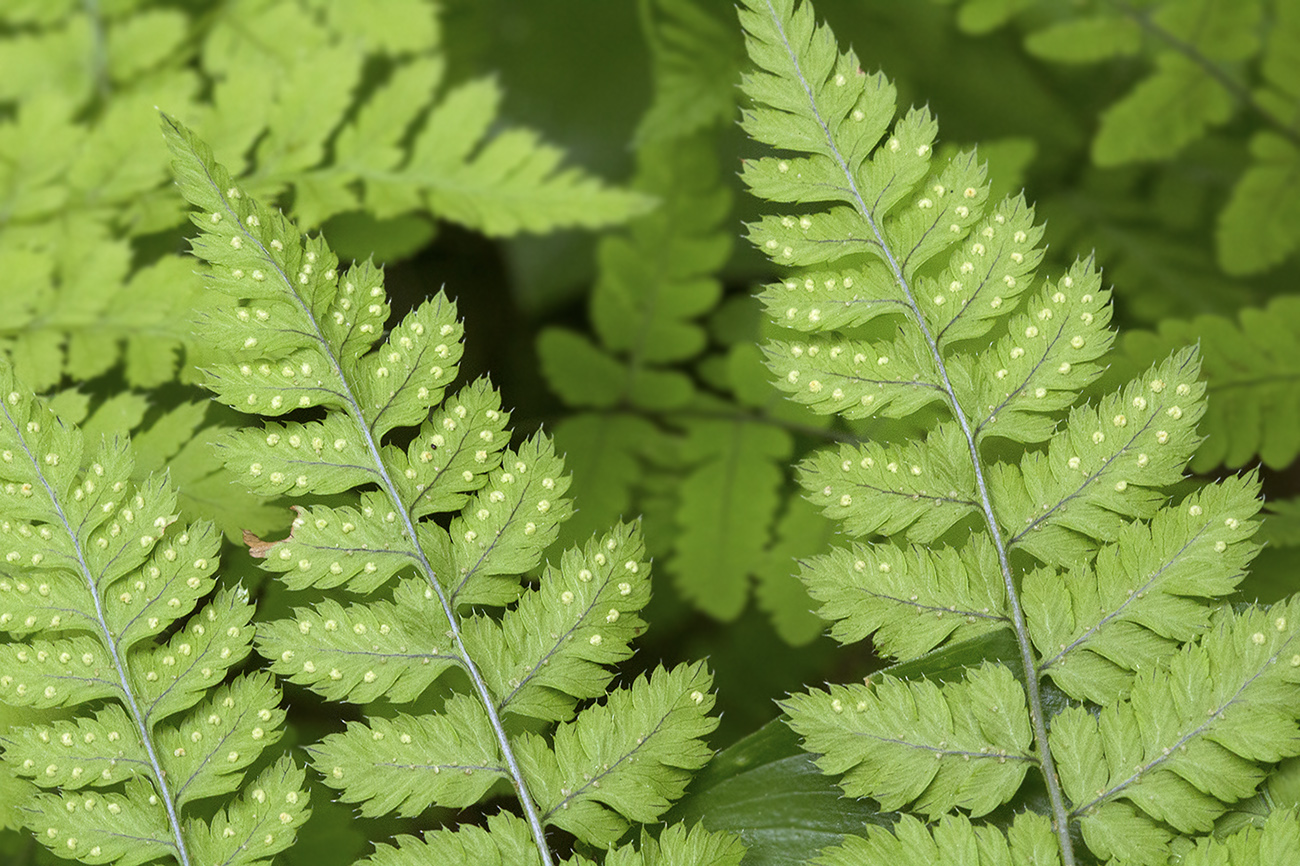 Image of Dryopteris amurensis specimen.