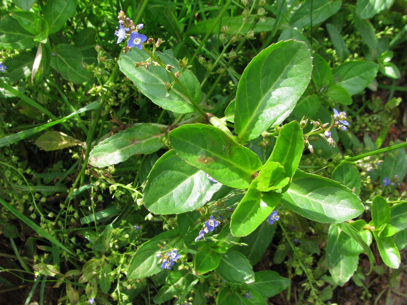 Image of Veronica beccabunga specimen.