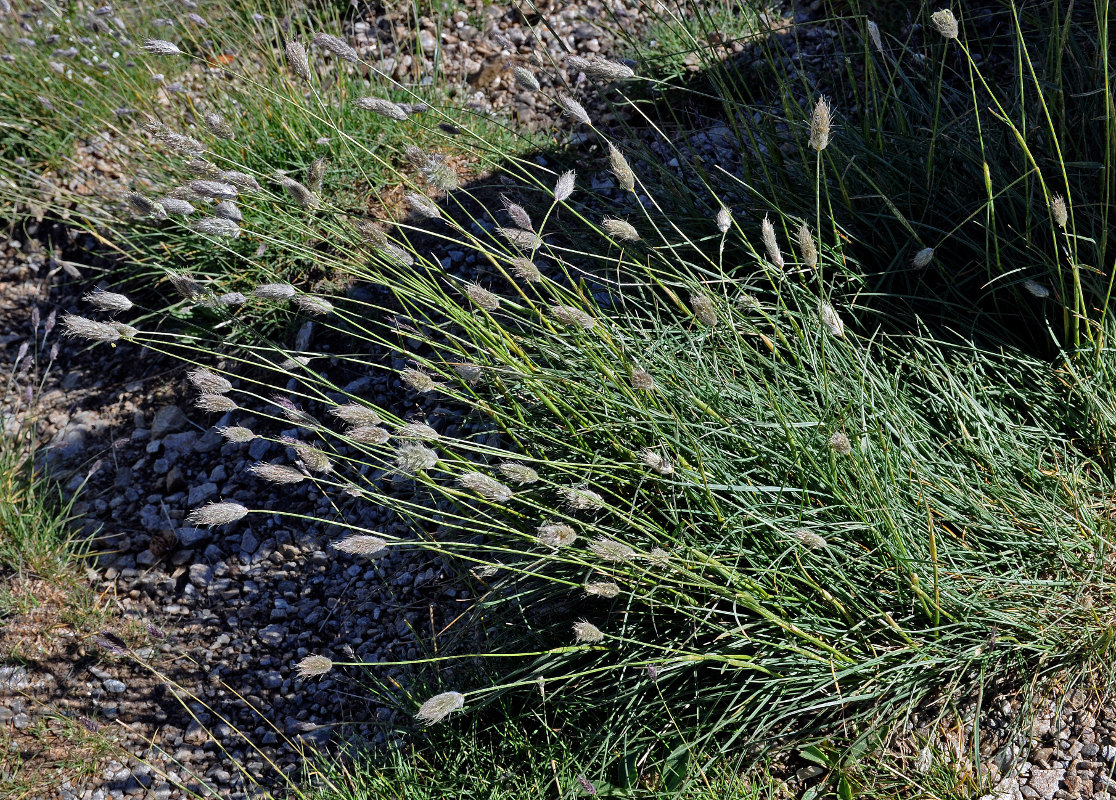 Image of Alopecurus glacialis specimen.