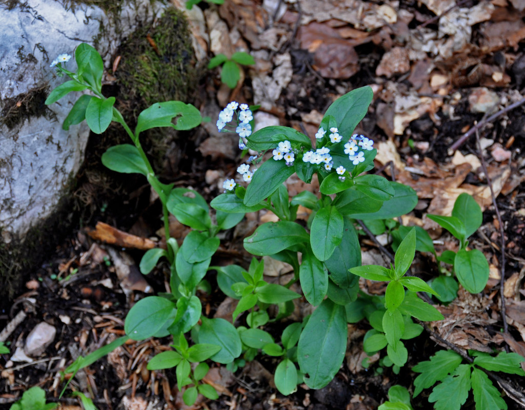 Изображение особи Myosotis sylvatica.