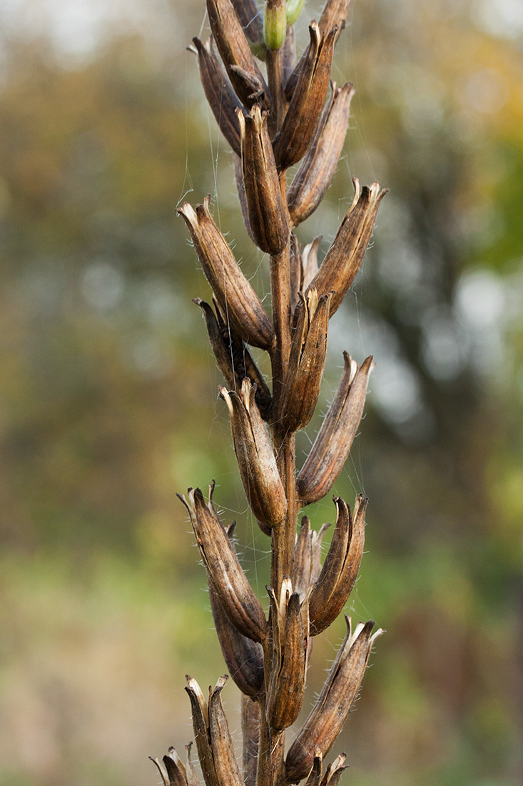 Image of Oenothera rubricaulis specimen.