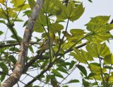Firmiana simplex. Часть кроны дерева с сидящей птицей. Южный Китай, Гуанси-Чжуанский автономный р-н, окр. г. Яншо. 5 апреля 2015 года.