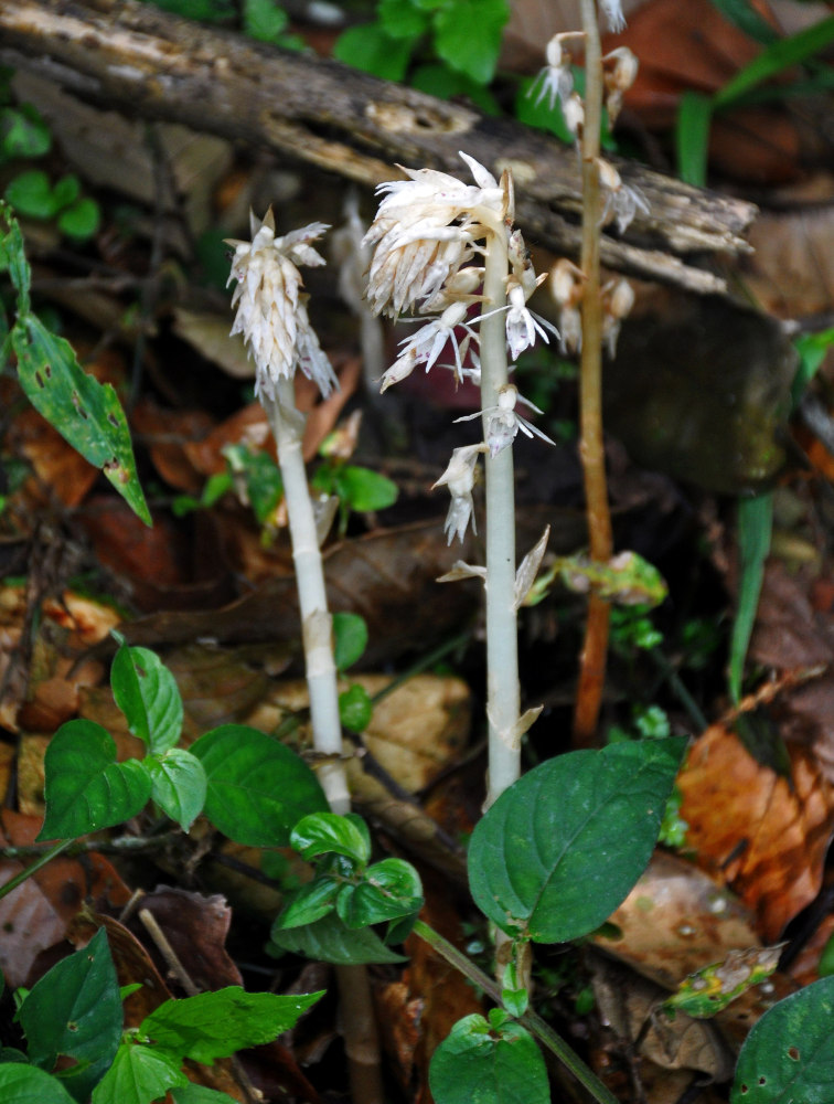 Image of Epipogium roseum specimen.